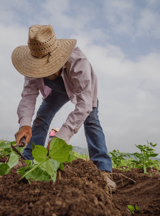 proteggi oggi il frutto del tuo lavoro