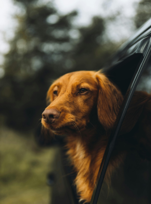 Proteggi il tuo animale