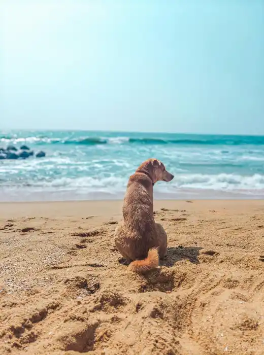 Vacanza con animali domestici